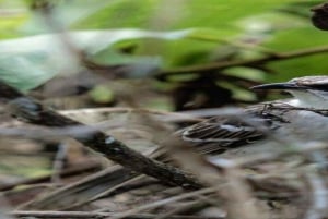 Santa Cruz : observation des tortues géantes et visite des tunnels de lave