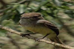 Santa Cruz : observation des tortues géantes et visite des tunnels de lave