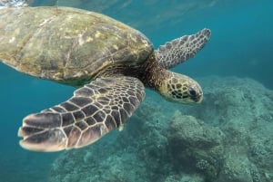Santa Cruz: Half-Day Bay Tour with Snorkeling and Grietas