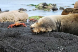 Santa Cruz: Half-Day Bay Tour with Snorkeling and Grietas