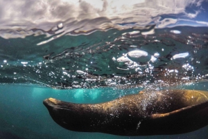 Santa Cruz: Half-Day Bay Tour with Snorkeling and Grietas
