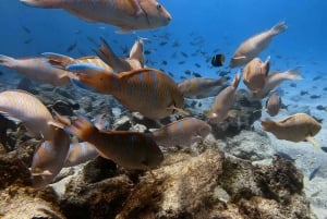 Santa Cruz: Half-Day Bay Tour with Snorkeling and Grietas