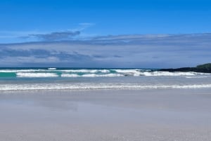 Galápagos - Santa Cruz: rondleiding door Tortuga Bay