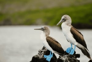 Galápagos - Santa Cruz: rondleiding door Tortuga Bay