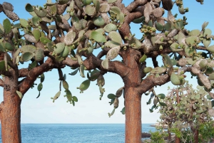 Однодневная поездка в Санта-Фе с подводным плаванием и Плайя-Эскондида