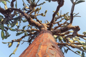 Однодневная поездка в Санта-Фе с подводным плаванием и Плайя-Эскондида