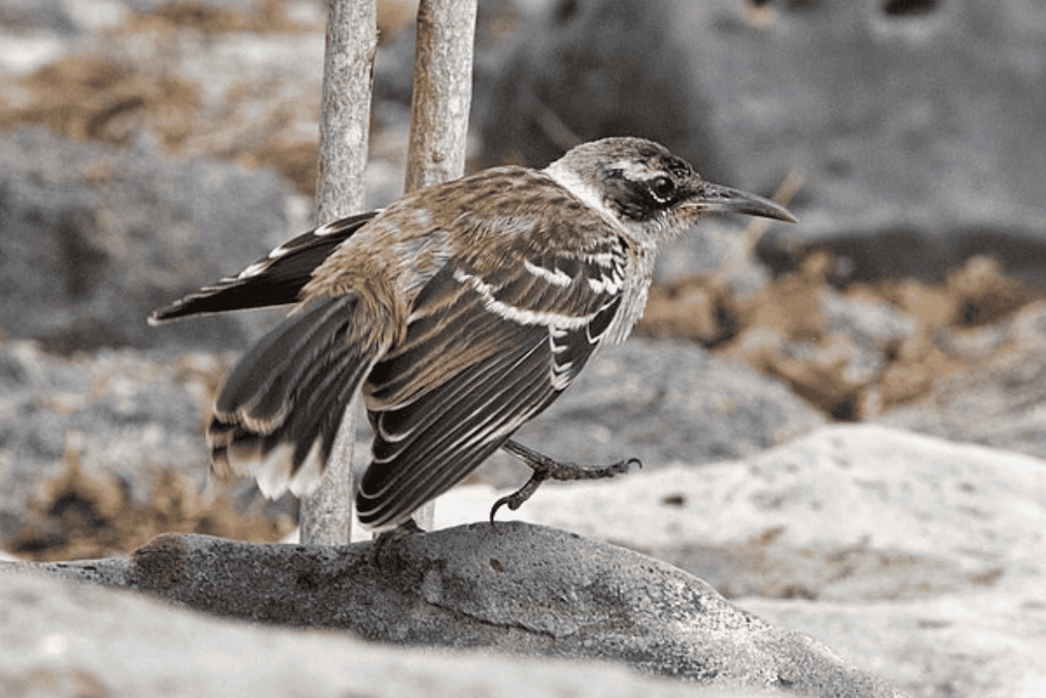 Isola di Santa Fe e Spiaggia Nascosta - Snorkeling