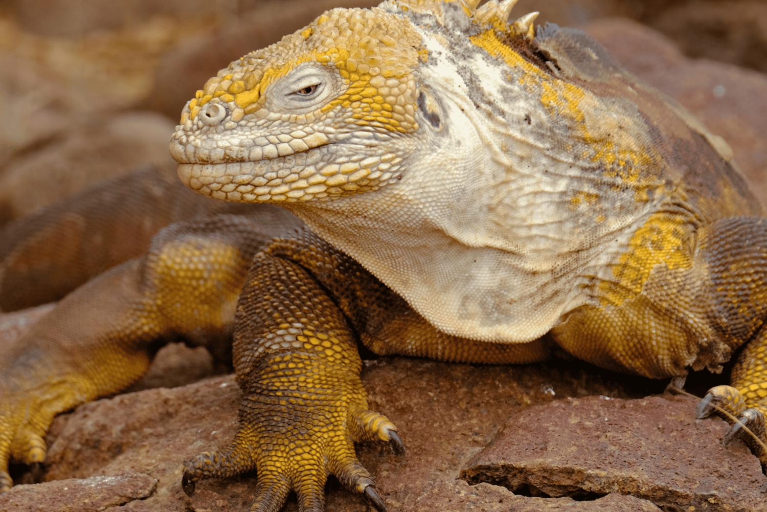 Isola di Santa Fe e Spiaggia Nascosta - Snorkeling