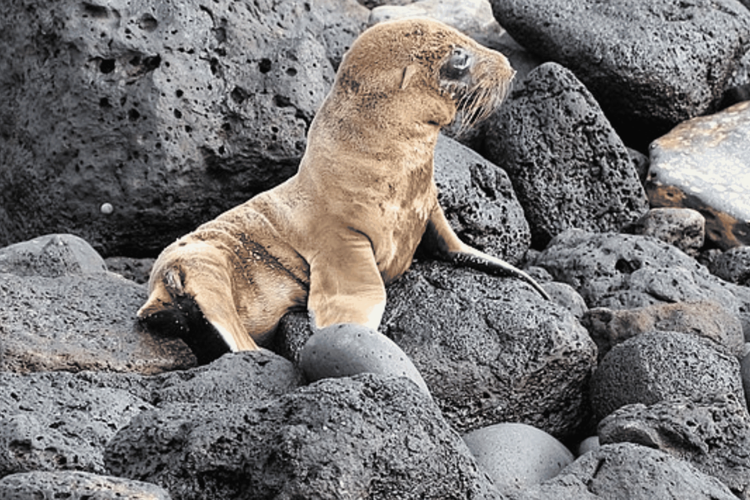 Isola di Santa Fe e Spiaggia Nascosta - Snorkeling