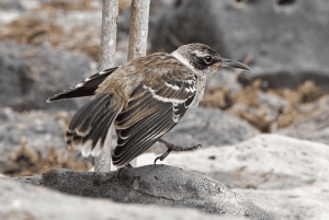Isola di Santa Fe e Spiaggia Nascosta - Snorkeling