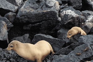 Isola di Santa Fe e Spiaggia Nascosta - Snorkeling