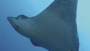 Scuba Galapagos
