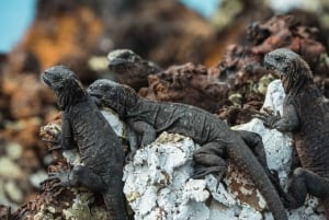 Escursione al vulcano Sierra Negra