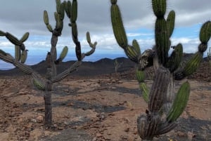 Vandring vid vulkanen Sierra Negra