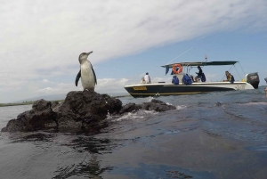 Snorkling på Isabela