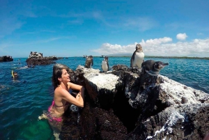 الغطس إيزابيلا