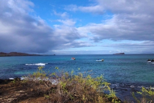 Kestävyys ja suojelu: Tortugan lahti Galapagos-saarilla