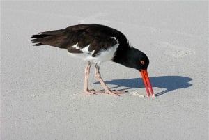 Sostenibilidad y conservación: Bahía Tortuga en Galápagos
