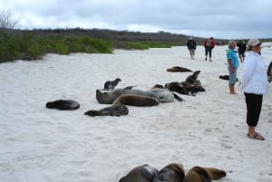 Sostenibilidad y conservación: Bahía Tortuga en Galápagos