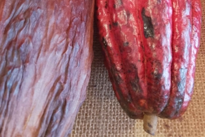 Snoep, trek en geschiedenis in koloniaal Quito