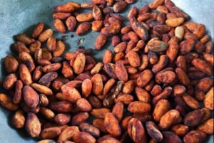 The Cacao Farm Expedition: From Bean to Bar