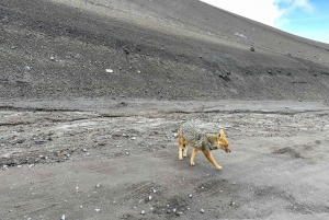 Fra Quito: Tur til Cotopaxi-vulkanen inkluderer alt