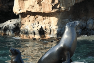 Dzika przyroda i nurkowanie w Kicker Rock (Leon Dormido)