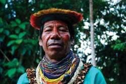 The Amazon Rainforest