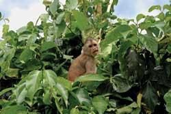 The Amazon Rainforest