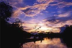 The Amazon Rainforest