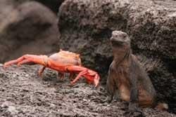 The Galapagos Islands