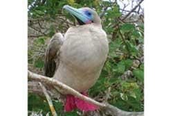 The Galapagos Islands