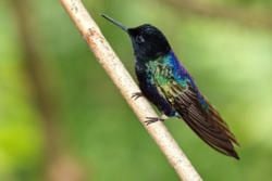 Top Ten Attractions in Ecuador