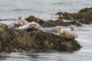Поездка на лодке и экскурсия на остров Инчкольм