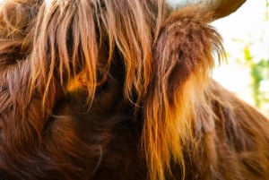 Leg je Schotse avontuur vast – Professionele fotografie
