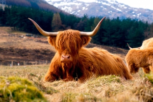 Edinburgh: Koninklijke rondleiding door Balmoral Castle en Scone Palace
