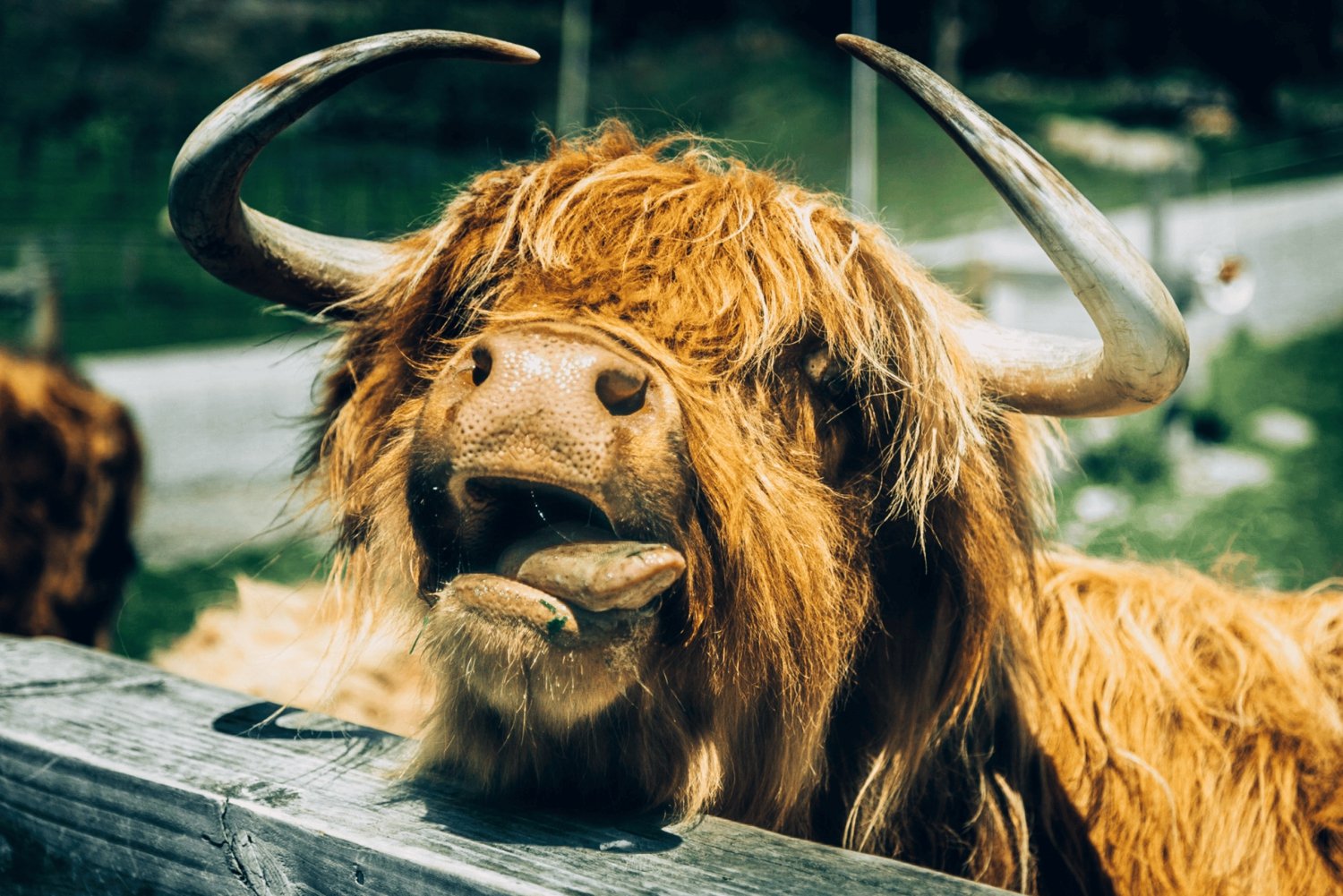 Edinburgh: Highland Cow, Blackness Castle and Tea