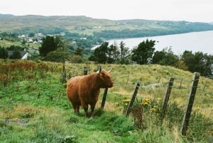 Edimburgo: Mucca delle Highlands, Castello di Blackness e tè