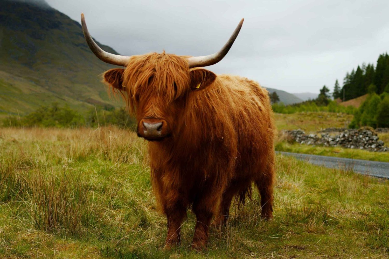 Edinburgh Essentials – 4-Hour Private Tour