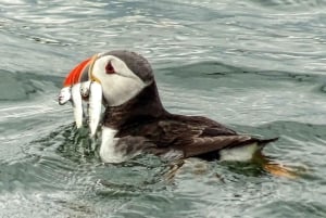 Edimburgo: Crucero turístico 'Firth of Forth' por los Tres Puentes