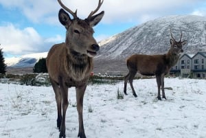 Edinburgh: Dagtocht Glencoe, Glenfinnan & Schotse Hooglanden