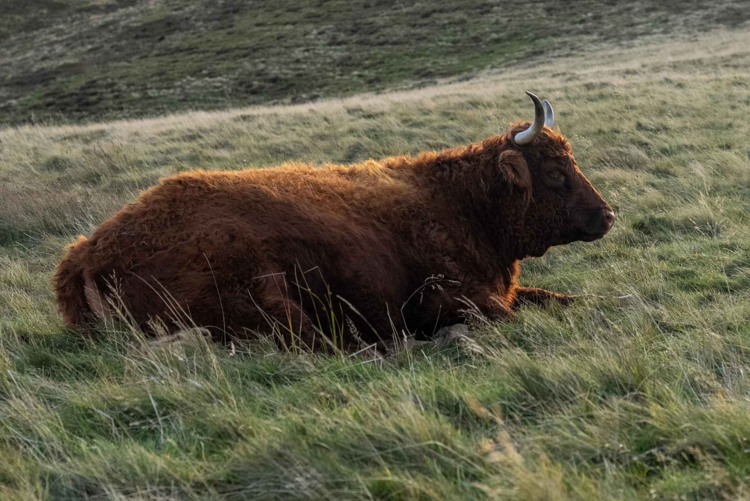 Edinburgh: Highland Cow Hike