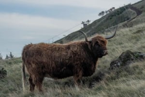 Edimburgo: Excursión para ver vacas de las Highlands