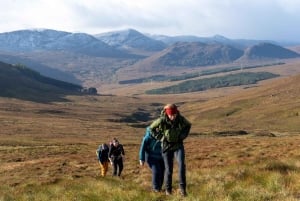 Edinburgh: Highland Cow Hike