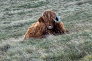Edinburgh: Highland Cow Hike