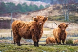 Loch Lomond, las Highlands y los Hairy Coos (grupo pequeño)