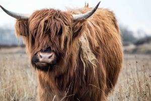 Edimburgo: Excursión por la colina y la naturaleza con un lugareño