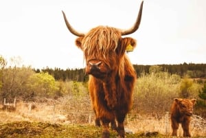 Edinburgh: Loch Ness, Glencoe en de Hooglanden met cruise