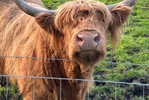 Edinburgh: Privat tur til Loch Ness, Glencoe og højlandet