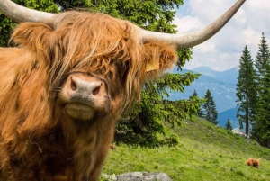 Edimburgo: Loch Ness, passeio panorâmico, Glencoe e excursão de um dia com whisky